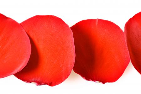 rose petals