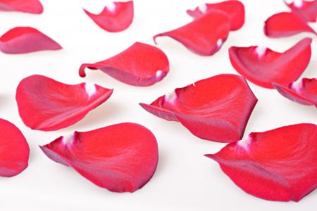 rose petals