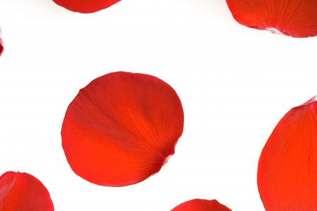 rose petals