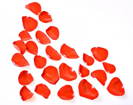 rose petals