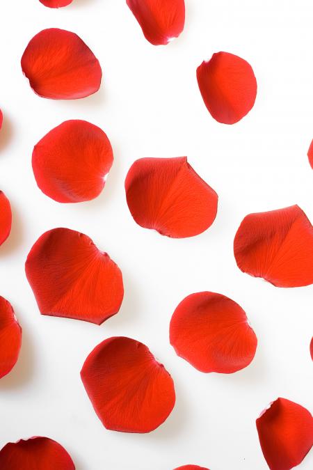 rose petals