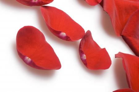 rose petals