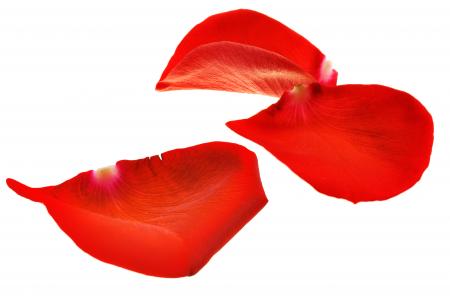 rose petals