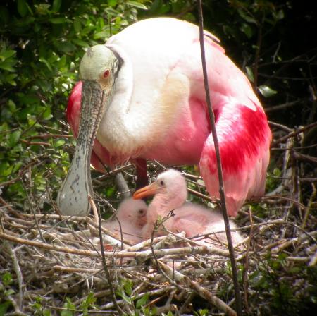 Roseate Spoonbill