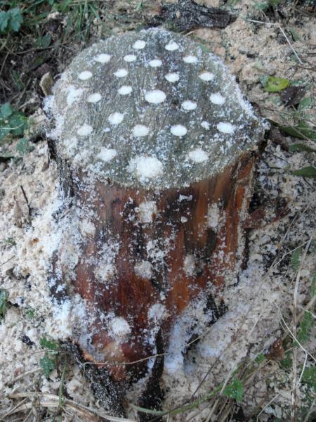 Rotting tree stump