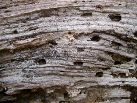 Rotting Wooden Texture
