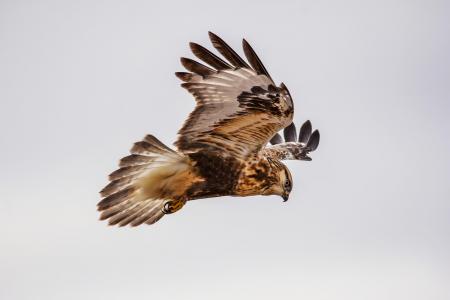 Rough Legged Hawk