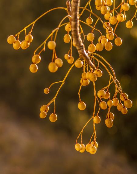 Round White Fruits