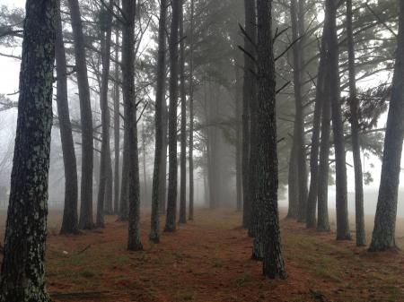 Rows of Trees Amidst Fog