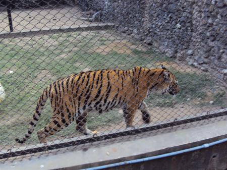 Royal Bengal tiger at Alipur zoo