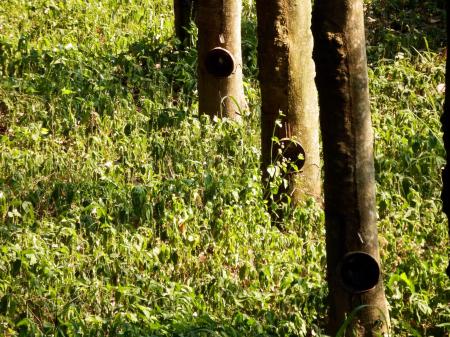 Rubber Plantation