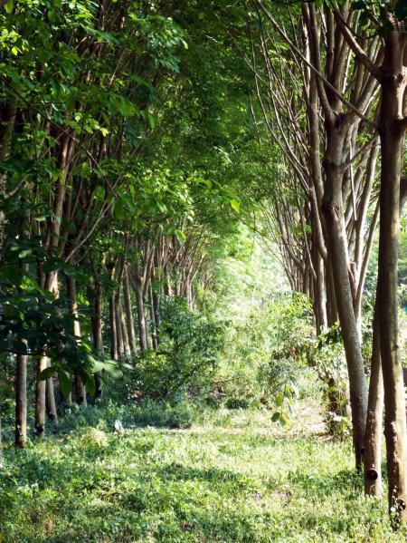 Rubber Plantation