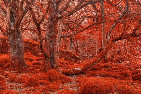 Ruby Moss Forest - HDR