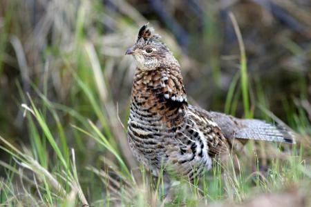 Ruffled Grouse