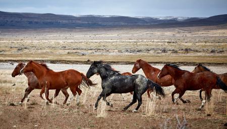 Running Mustangs