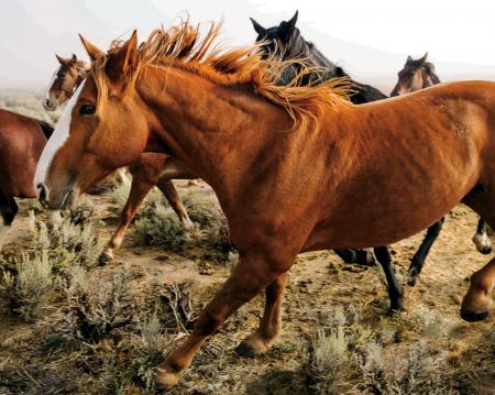 Running Mustangs