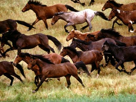 Running Mustangs