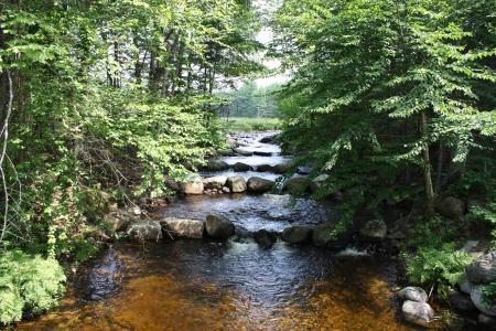 Running Stream through the Jungle