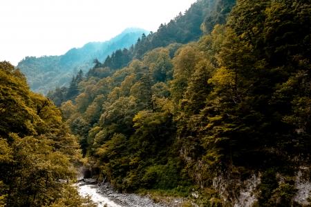 Running Water at the Bottom of the Mountain Covered With Green Trees