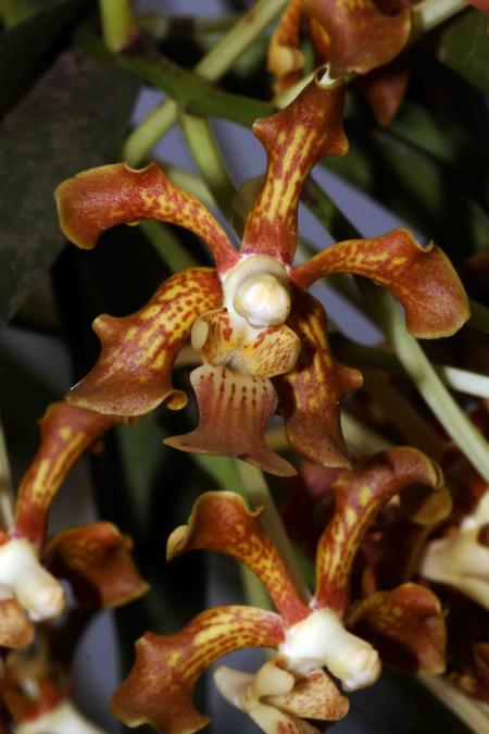 Rust-red Ascocentrum