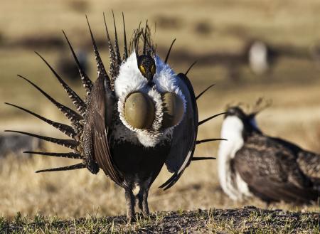 Sage Grouse