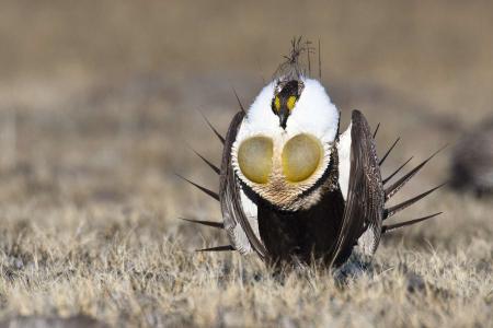 Sage Grouse