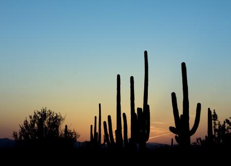 Saguaro Cactus