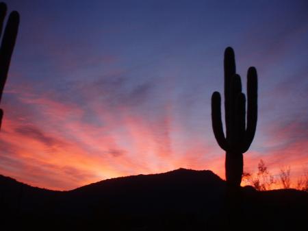 Saguaro Cactus