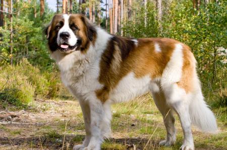 Saint bernard dog