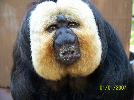 Saki Monkey