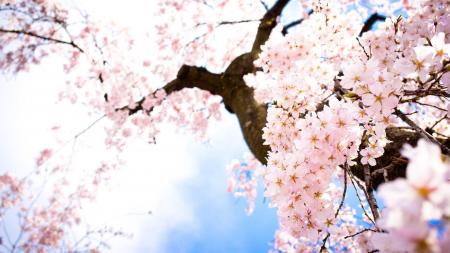 Sakura Flowers