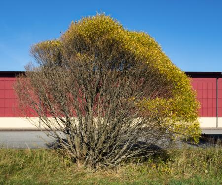 Salix in Tuntorp