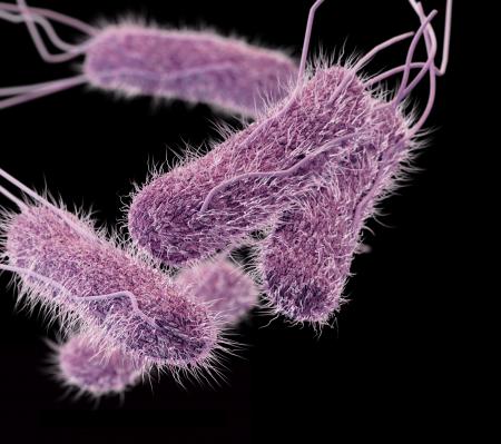 Salmonella bacteria