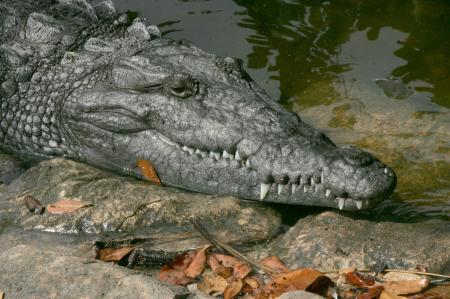 Saltwater Croc