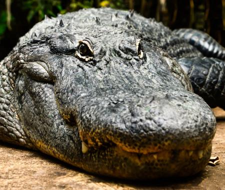 Saltwater Croc