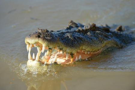 Saltwater Croc