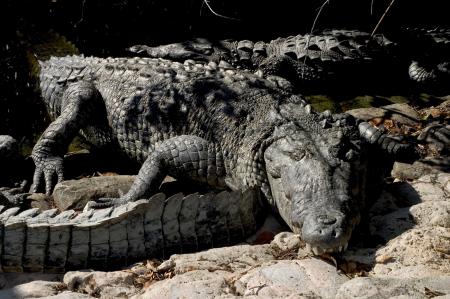 Saltwater Croc