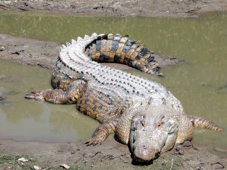 Saltwater Crocodiles