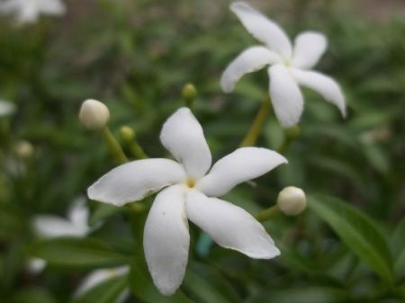 Sampaguita Flowers
