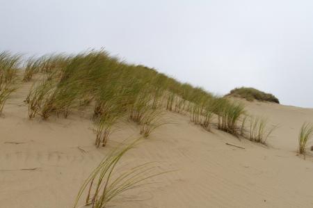Sand Dunes