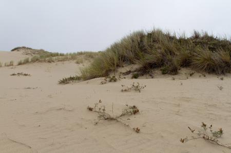 Sand Dunes