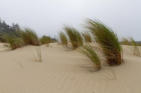 Sand Dunes