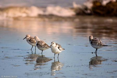 Sanderling Hunting