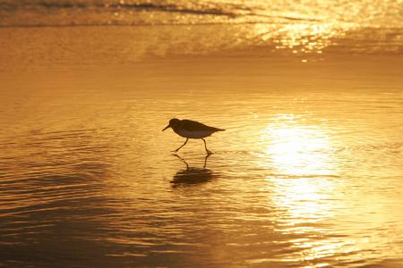 Sanderling Hunting