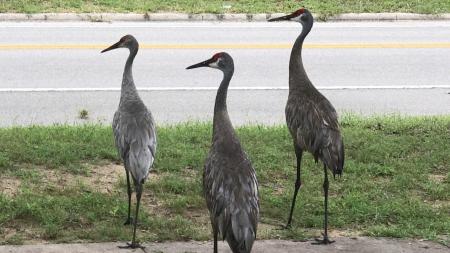 Sandhill Crane