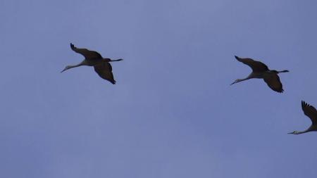 Sandhill Cranes Flying