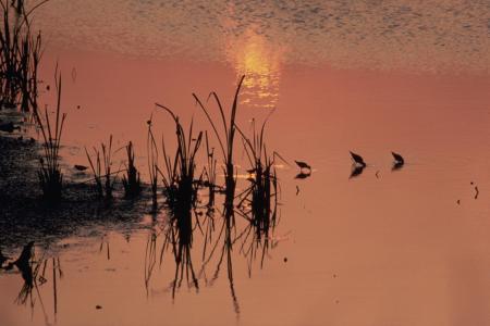 Sandpipers