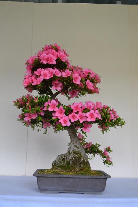 Satsuki azalea bonsai