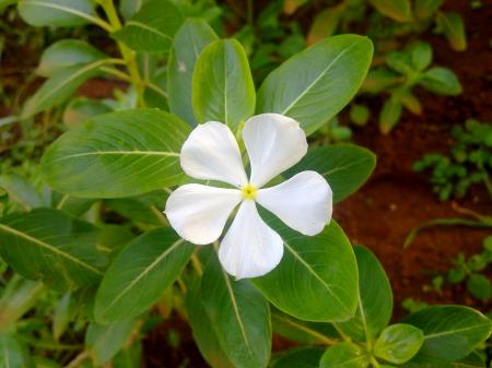 Savam Nari Flower (Catharanthus roseus)