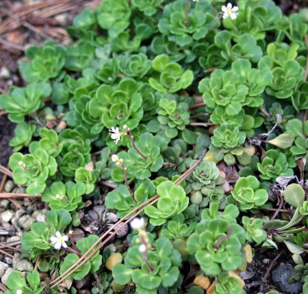 Saxifraga Cuneifolia